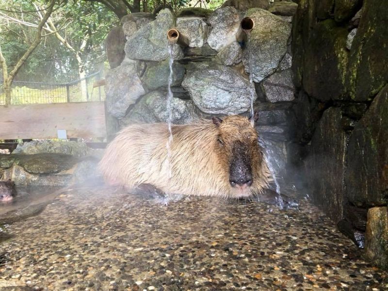 capybara onsen capybara onsen